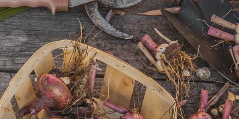 Кога да изкопаем гладиоли след цъфтеж през 2022 г